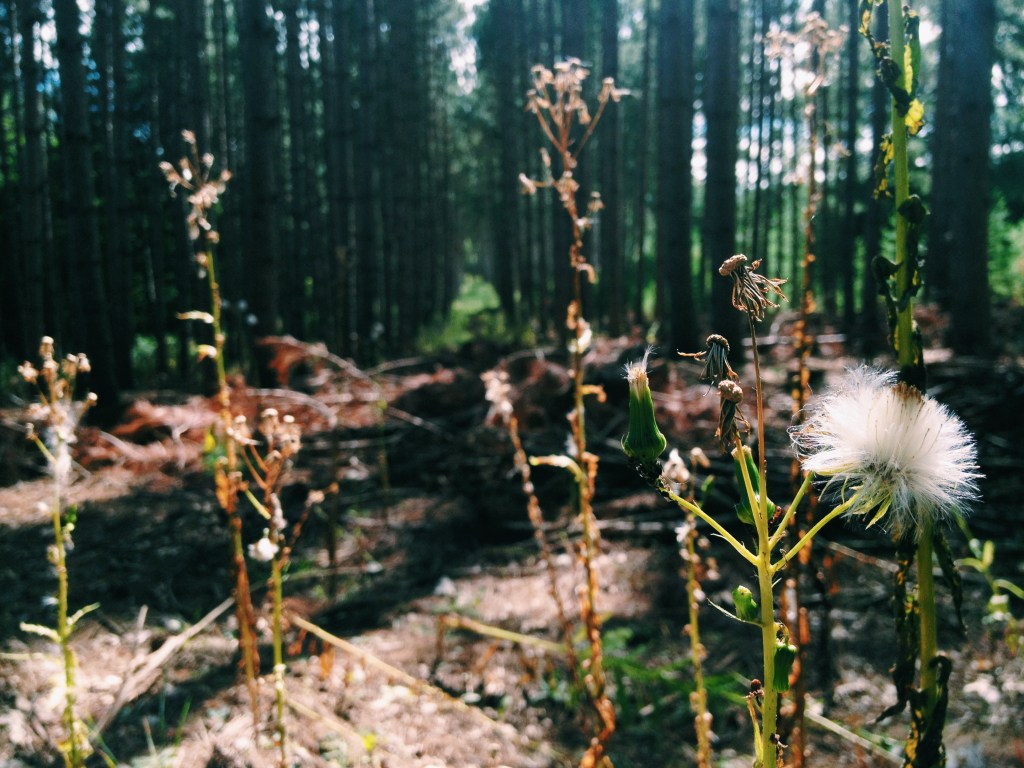 Processed with VSCOcam with c1 preset