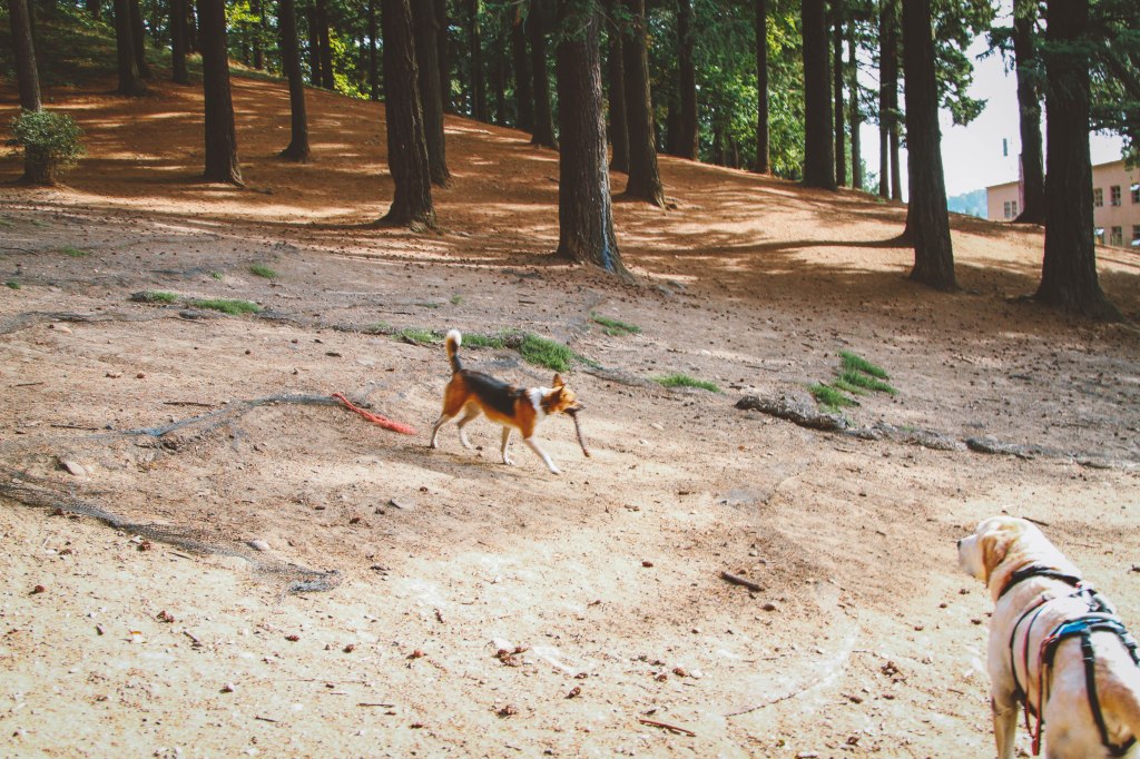 This was also a little area for dogs to roam courageously free